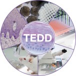 TEDD_Bild_low
