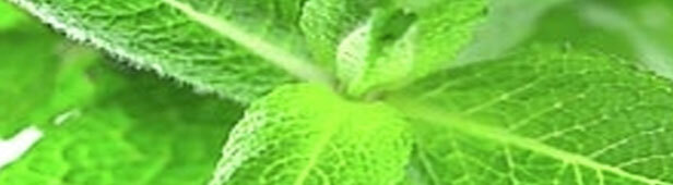 Bild Forschungsprojekt